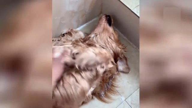 Приколы с котами! Смешные коты с ОЗВУЧКОЙ! СМЕШНЫЕ ЖИВОТНЫЕ 2022! Ржака до слез – Доми шоу смотреть онлайн