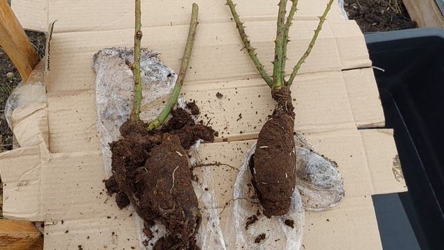 РОЗЫ,КУПЛЕННЫЕ В МАРТЕ...КАК СОХРАНИТЬ... смотреть онлайн