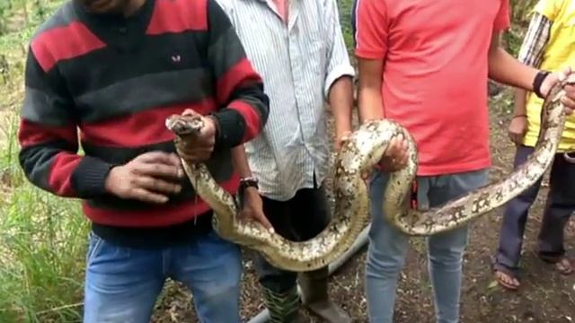 PYTHON Catch смотреть онлайн