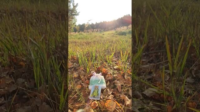 Расклад на 4 Королевы. Подсказки в дни осеннего равноденствия ? смотреть онлайн