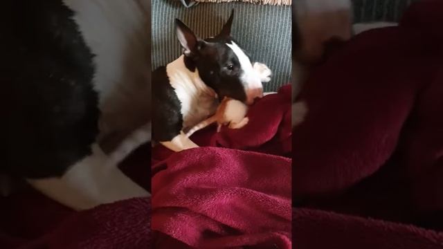 Бультерьер. Самая "агрессивная" порода. Мать года! смотреть онлайн