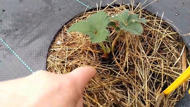 ВЫСАДКА РАССАДЫ КЛУБНИКИ В ОТКРЫТЫЙ ГРУНТ смотреть онлайн