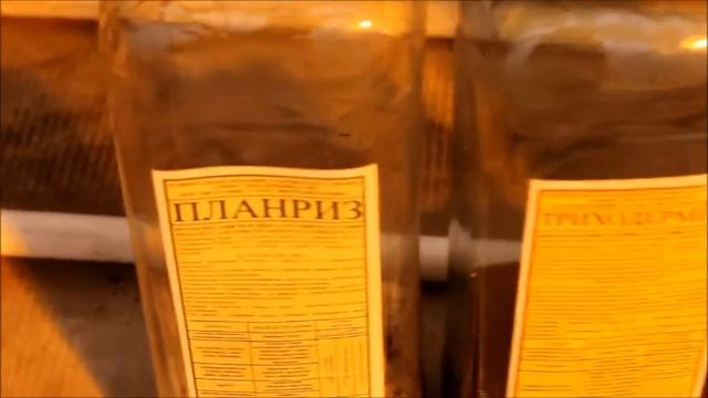 Рассада томата время делать перевалку смотреть онлайн