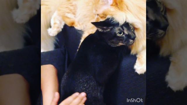 черный чаузи #kitten #pets #cat #котики #чаузи #котята #chausie #animals #breeder #nature#кот