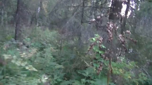 Рыбалка на таёжной речке #83