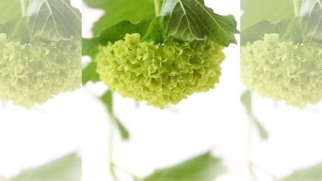 Reiki 2 Minute Timer with Music and Nature Sounds ~ Reiki Healing and Yin Yoga Timer смотреть онлайн