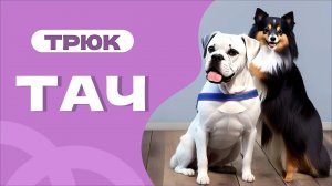 Трюк ТАЧ, команда ставь лапки на руку или на предмет