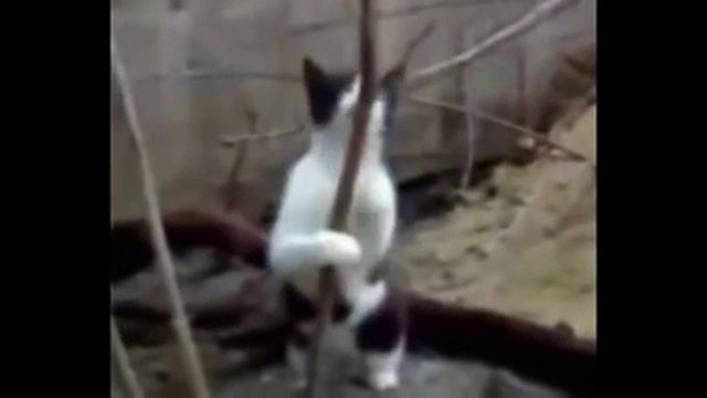 Коты под кайфом-валерьянка сделала свое дело смотреть онлайн