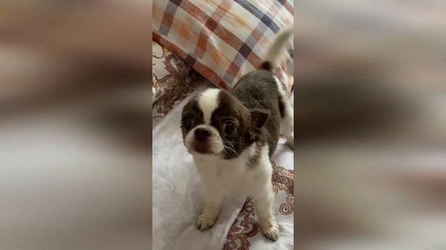 МИЛА♥♥♥ Ах...эти черные глаза... #shorts#короткое_видео#чихуахуа #собачка #миланья смотреть онлайн