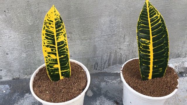 Codiaeum variegatum propagation method from leaves│Codiaeum смотреть онлайн