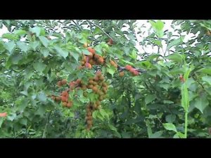 абрикос Красноплодный