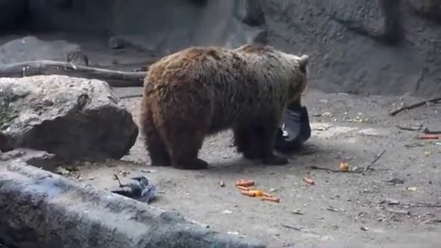 Медведь спасает ворону. смотреть онлайн
