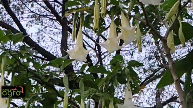 Flor De Borrachero,trompeto O Floripondio (Brugmansia Candida)