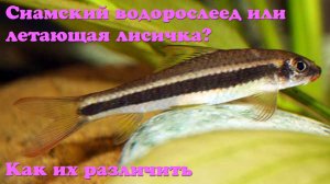 Сиамский водорослеед или летающая лисичка? Как их различить?