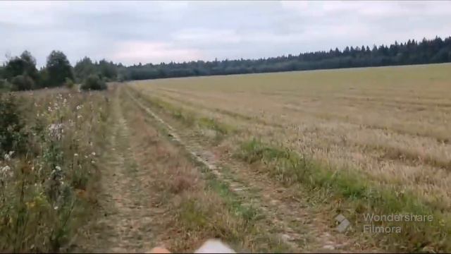 Остался я и собаки. Всех с новым учебным годом!#акитомания#собака#akita#dog#video #американскаяакит смотреть онлайн