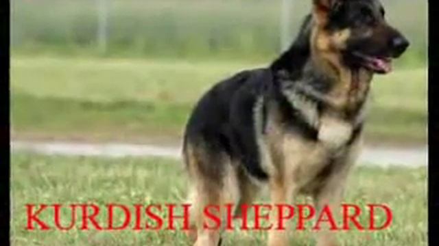 German Shepherd Dog K9 vs.Kurdish KANGAL Dog Fight смотреть онлайн