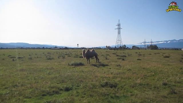 Верблюд в горах!!! Тункинская долина. (09.19г.) Семья Бровченко. смотреть онлайн