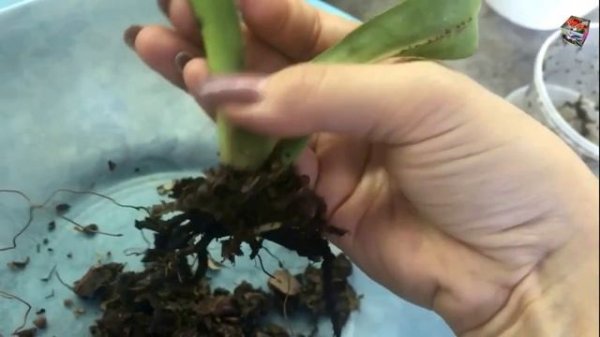Пафиопедилум Диантум (Paph. Dianthum). Как нарастить корни у башмака?