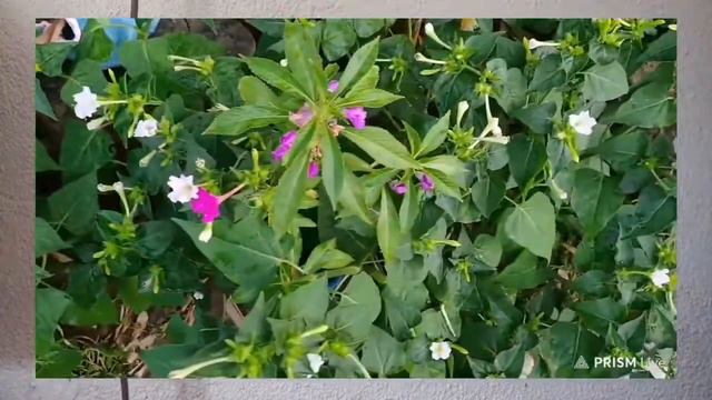 The Colorful Blooms of the Mirabilis Jalapa|The Baquirans_Ph смотреть онлайн