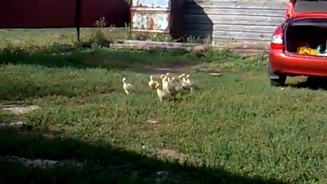 Хозяин зовёт ласково своих гусей смотреть онлайн