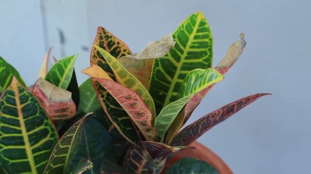 Croton Petra Plant | Econutplants смотреть онлайн