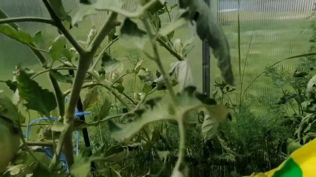Подкормка томатов сульфатом магния от скручивания листвы смотреть онлайн