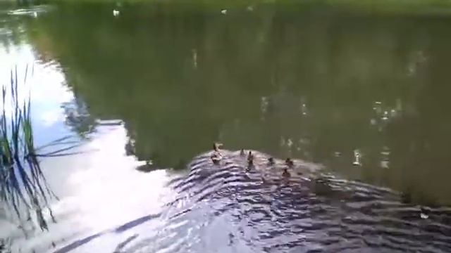 Утка с утятами в Кингисеппе смотреть онлайн