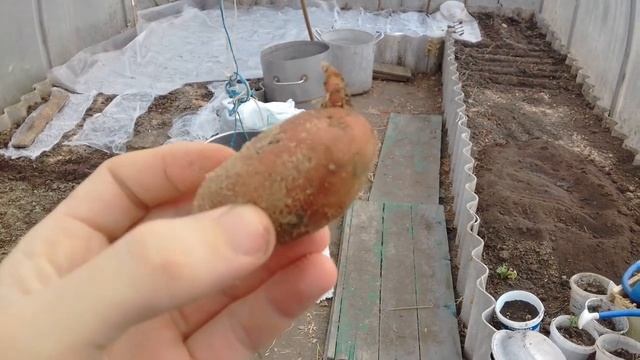 Секрет Как Сажать Картошку Чтобы Быстрее Проросла смотреть онлайн