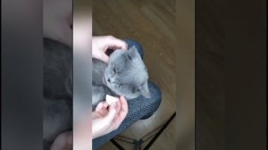 Как почистить уши кошке, лосьон для ушей для кошек