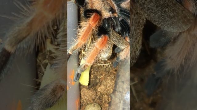 Таракан откладывает личинку во время поедания пауком)) смотреть онлайн