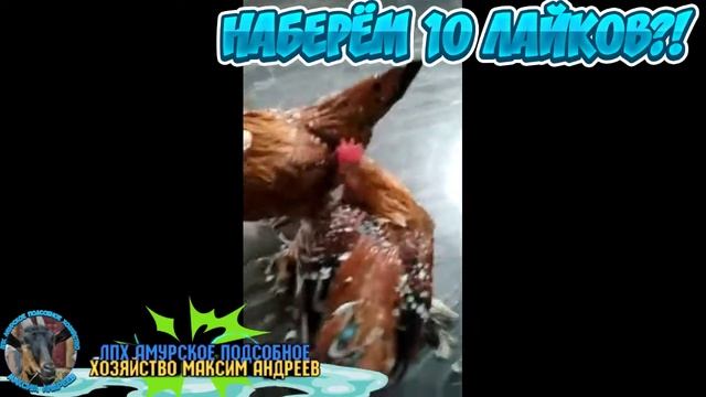 Порода кур Бентамки смотреть онлайн