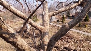 Обрезка старой яблони. Ужимание кроны.