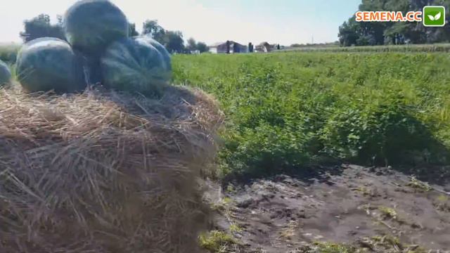 Фенвей F1 арбуз (Seminis) Культура в поле смотреть онлайн