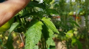 Томат Бычье сердце черное 30.07.2022