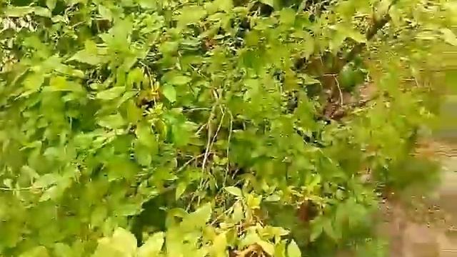 ЖИМОЛОСТЬ ВКУСНАЯ УЖЕ СОЗРЕЛА 12.05.2017 смотреть онлайн