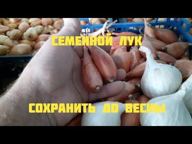 лук в домашних условиях.... смотреть онлайн