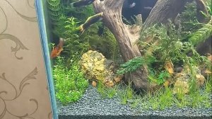 Первая подмена воды в аквариуме после перезапуска