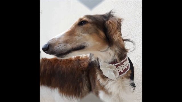 Ошейник кожаный для собаки / leather martingale collar for dog / collar con apliques para perro смотреть онлайн