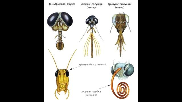 § 15 (Часть1) Класс Насекомые смотреть онлайн