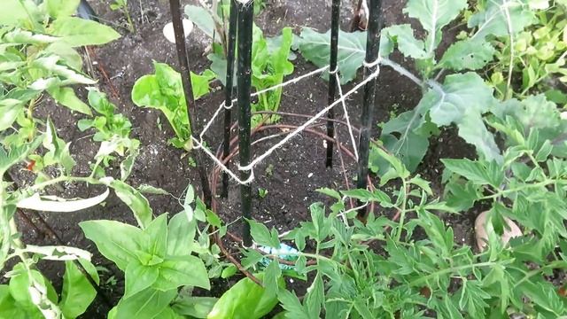 Мой огород перед отъездом / Конец июня смотреть онлайн