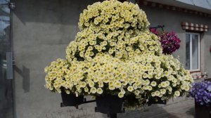 Петуниево дерево, какие сорта петунии лучше выбрать?