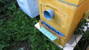 как влияет обработка пчел в июне, шнурами ТЭДА на яйцекладку облетанной матки