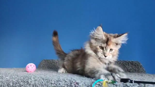 Санлайт девочка 1 смотреть онлайн