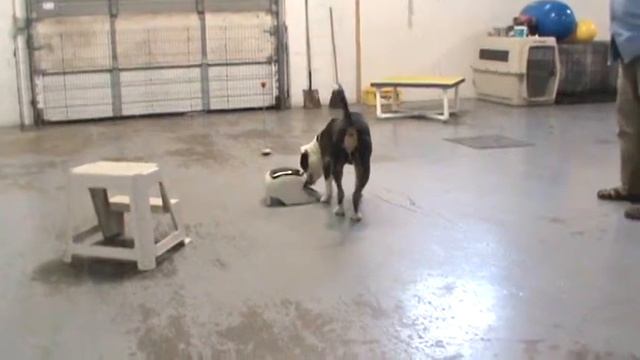 Lionheart K9 Dog Training in Maryland смотреть онлайн