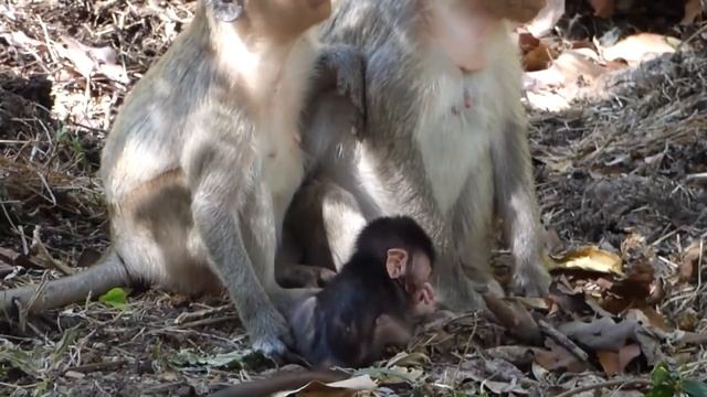Newborn Baby Monkey Hungry It Need Some Food For Live  , Monkey Angkor Thom - Awesome Show Part 214