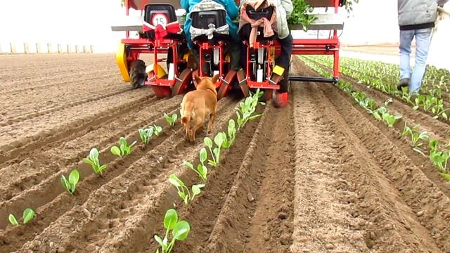 C-330 + AGROMAX & kapusta w pole i kundel w roli głównej #wiosna E02 (czytaj opis) смотреть онлайн