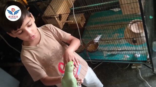 BIRDS CARE & FOOD | JAVA SPARROW COMPLETE INFORMATION | OWAIS RAZA JAVA BIRD KI CARE KARTAY HUWAY смотреть онлайн