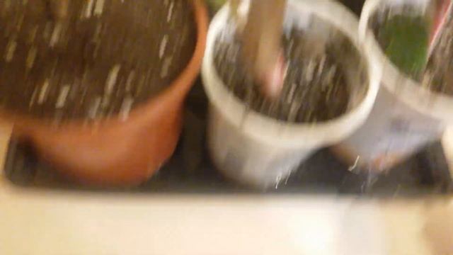 Полив саженцев  (черенков)