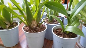 Уход и выращивание камбрий. Несколько гпростых советов по уходу за  камбриями