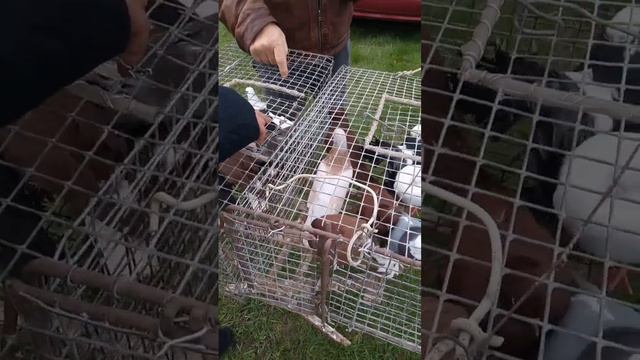 Ярмарка голубей. станица Калининская Краснодарский край смотреть онлайн